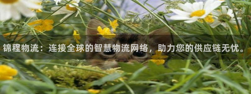 ,优游国际app怎么注册账号：锦程物