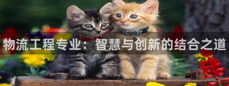 ,优游国际分分压单双技巧：物流工程专